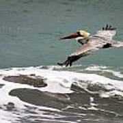 Pelican Flying Art Print