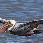 Pelican In Flight Art Print