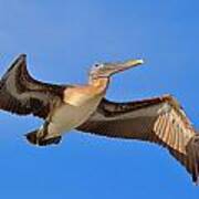 Pelican In Flight With Shadows Art Print