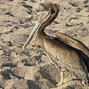 Pelican On Beach Art Print