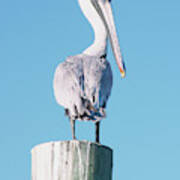 Pelican Perched I Art Print