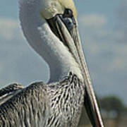 Pelican Profile 3 Art Print