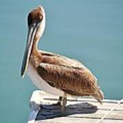 Pelican - Sitting On The Dock Of The Bay Art Print