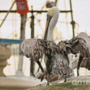 Pelican Strut Art Print