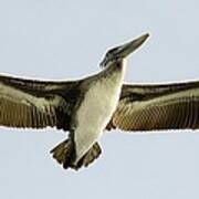 Pelican Wing Span Art Print