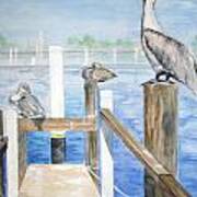 Pelicans Art Print