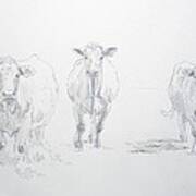 Pencil Drawing Of Three Cows Art Print