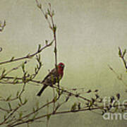 Perching Finch Art Print