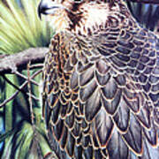 Da138 Peregrine Falcon By Daniel Adams Art Print