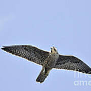 Peregrine Falcon In Flight Art Print