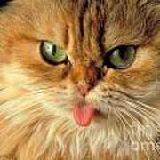 Persian Cat Sticking Out Its Tongue Art Print