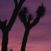 Person On Rock Formation With Joshua Trees Art Print