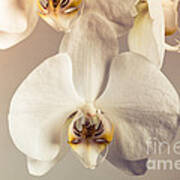 Phalaenopsis Closeup Art Print