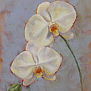 Phalaenopsis Orchid Art Print