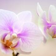 Phalaenopsis 'sweetheart' Orchid Flowers Art Print