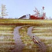 Pheasant Country. Art Print