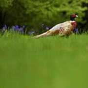 Pheasant Art Print