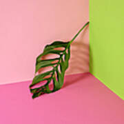Philodendron Leaf Leaning In Corner Of Art Print
