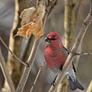 Pine Grosbeak Art Print