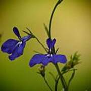 Pinhole View Of Lobelia Art Print