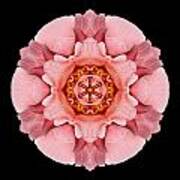 Pink And Orange Rose Iv Flower Mandala Art Print