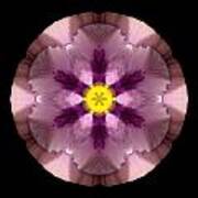 Pink And Purple Pansy Flower Mandala Art Print