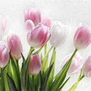 Pink And White Tulips Art Print