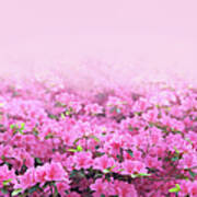 Pink Azaleas Background Art Print