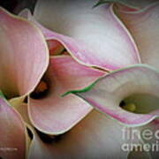 Pink Calla Lily Art Print