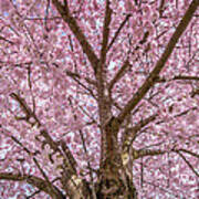 Pink Cherry Blossom Tree Art Print
