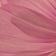 Pink Cosmo Petals Macro Art Print