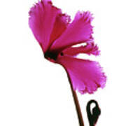 Pink Cyclamen Flower Art Print