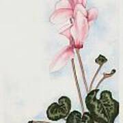 Pink Cyclamen Art Print