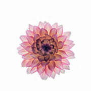 Pink Dahlia On White Background Art Print