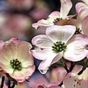 Pink Dogwood Art Print