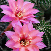 Pink Echinopsis Blooms Art Print