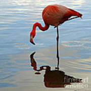 Pink Flamingo Art Print