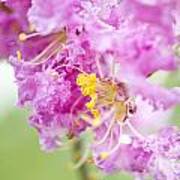 Crepe Myrtle Art Print