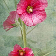 Pink Hollyhocks Art Print