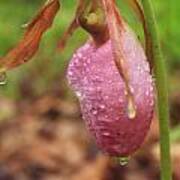 Pink Lady's Slipper Wildflower In Rain Art Print