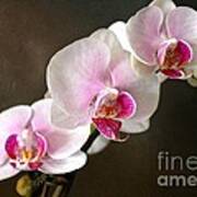 Pink Orchid Art Print