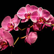 Pink Orchids 3 Art Print