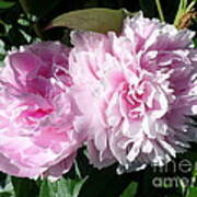 Pink Peonies 3 Art Print