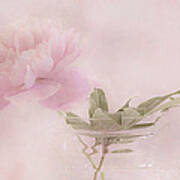 Pink Peony Blossom In Clear Glass Tea Pot Art Print