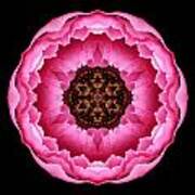 Pink Peony Flower Mandala Art Print