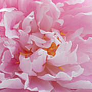 Pink Peony Flower Waving Petals Art Print