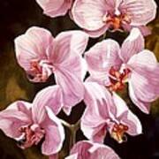 Pink Phalaenopiss Orchids Art Print