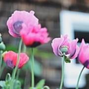 Pink Poppies Art Print