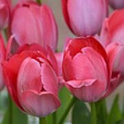 Pink Spring Tulips Art Print