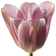Pink Tulip 2 Art Print